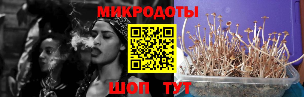 Киселёвск  Псилоцибиновые грибы MAGIC MUSHROOMS  Псилоцибиновые грибы Cubensis  Вход с VPN 